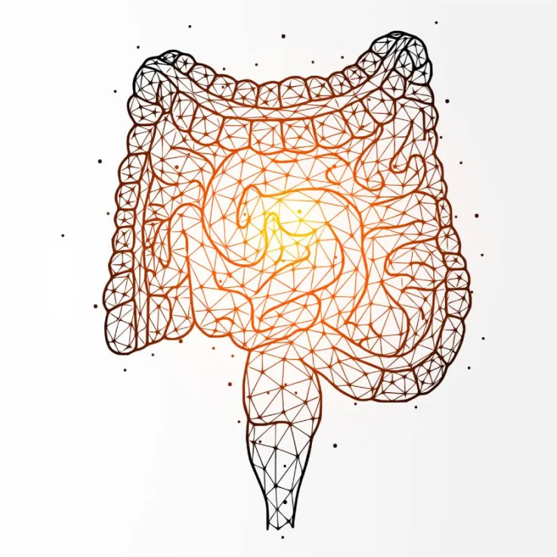 Ilustración del intestino