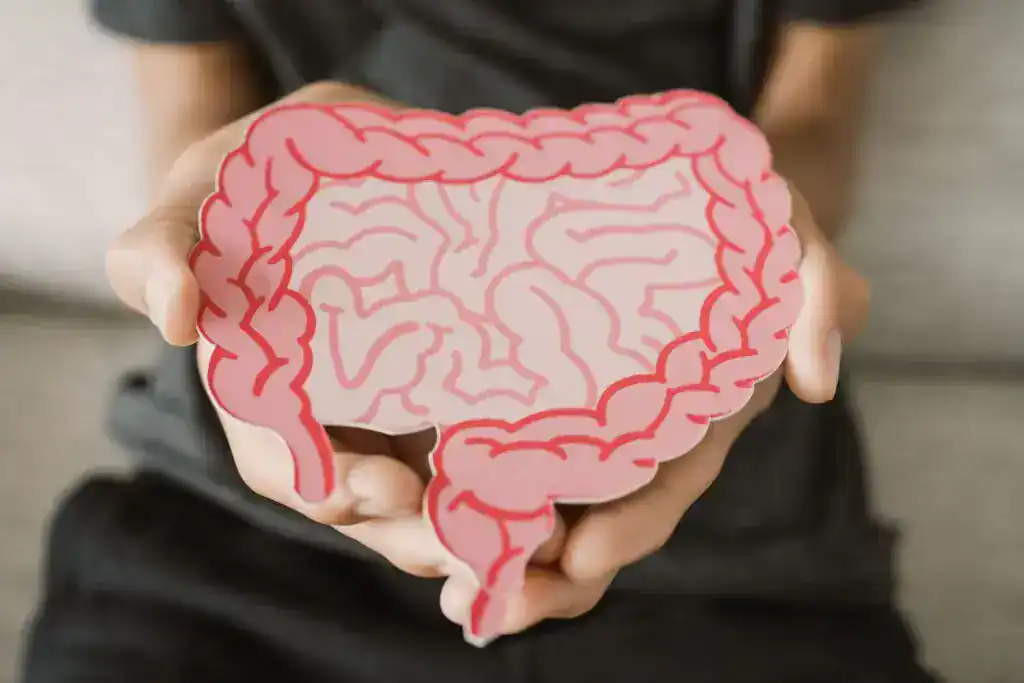 Persona sosteniendo entre las manos una ilustración de papel del intestino, representando la salud intestinal y el estreñimiento